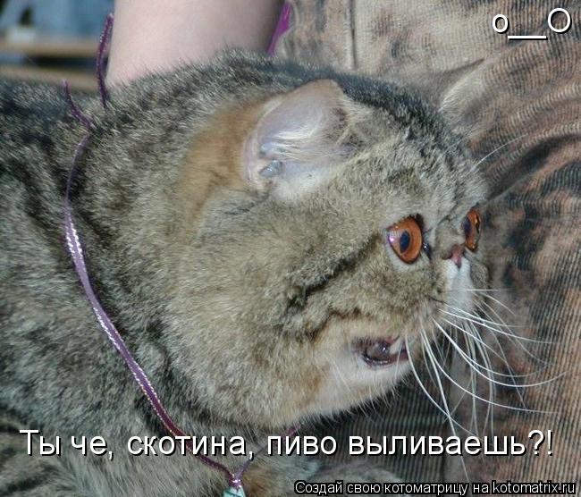 Ты че, скотина, пиво выливаешь?! о__О... Котоматрица: Ты че, скотина, пиво выливаешь?! о__О