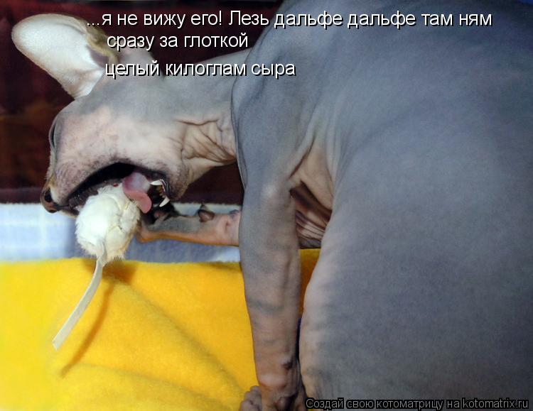 Котоматрица: ...я не вижу его! Лезь дальфе дальфе там ням целый килоглам сыра сразу за глоткой