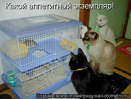 Какой аппетитный экземпляр!... Котоматрица: Какой аппетитный экземпляр!