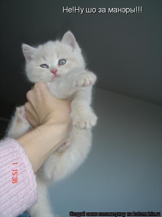 Не!Ну шо за манэры!!!... Котоматрица: Не!Ну шо за манэры!!!