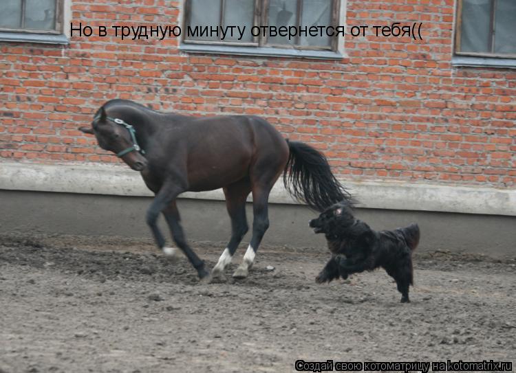 Но в трудную минуту отвернется от тебя((... Котоматрица: Но в трудную минуту отвернется от тебя((