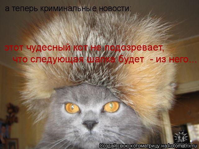 а теперь криминальные новости: этот чудесный кот не подозревает, что следующая шапка будет - из него... Котоматрица: а теперь криминальные новости: этот чудесный кот не подозревает, что следующая шапка будет - из него...