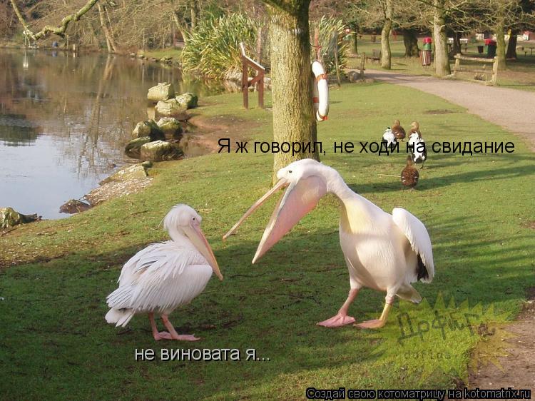 Я ж говорил, не ходи на свидание не виновата я...... Котоматрица: Я ж говорил, не ходи на свидание не виновата я...