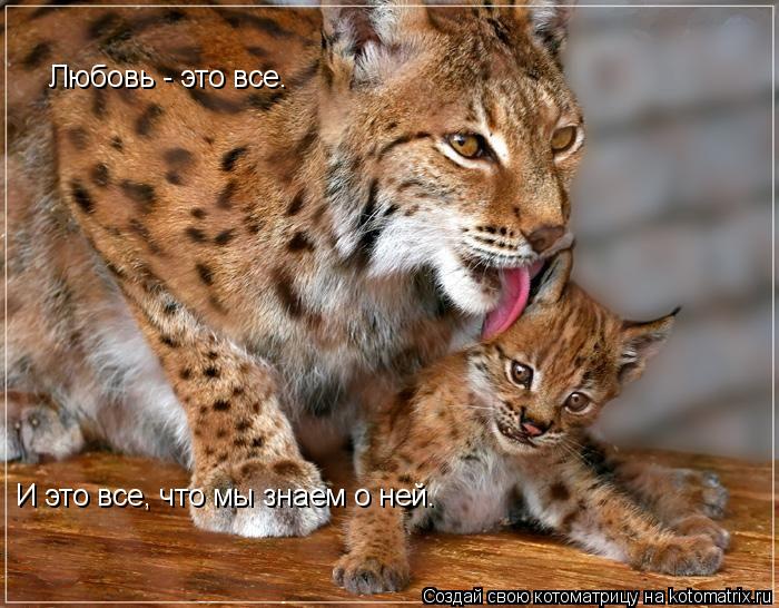 Котоматрица: Любовь - это все.  И это все, что мы знаем о ней.