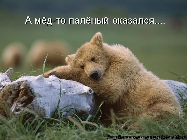 Котоматрица: А мёд-то палёный оказался....