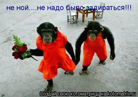 не ной....не надо было задираться!!!... Котоматрица: не ной....не надо было задираться!!!