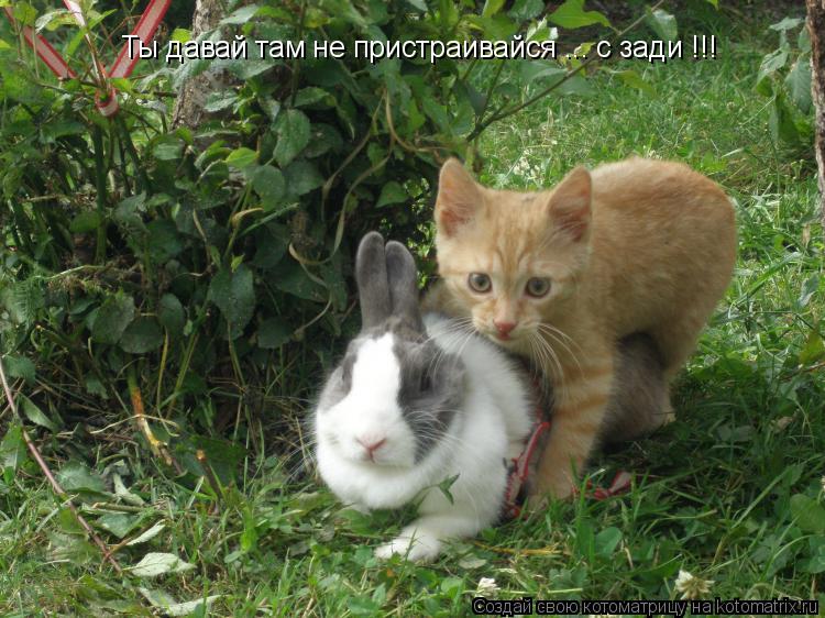 Ты давай там не пристраивайся ... с зади !!!... Котоматрица: Ты давай там не пристраивайся ... с зади !!!