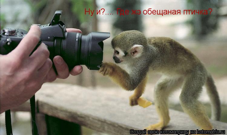 Ну и?.... Где жэ обещаная птичка?... Котоматрица: Ну и?.... Где жэ обещаная птичка?