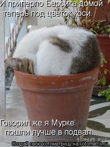 Котоматрица: теперь под цветок коси. Говорил же я Мурке И приперло Барсика домой пошли лучше в подвал... :