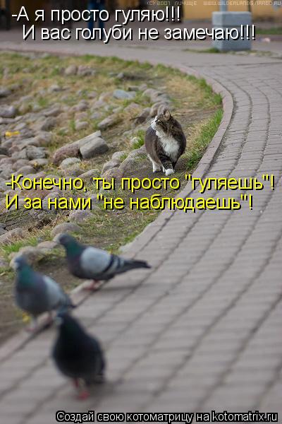 -А я просто гуляю!!! И вас голуби не замечаю!!! -Конечно, ты просто "гуляешь"! И за нами "не наблюда... Котоматрица: -А я просто гуляю!!! И вас голуби не замечаю!!! -Конечно, ты просто "гуляешь"! И за нами "не наблюдаешь"!