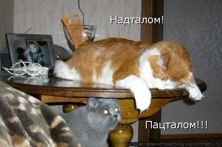 Пацталом!!! Надталом!... Котоматрица: Пацталом!!! Надталом!