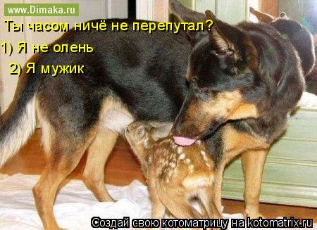 Котоматрица: Ты часом ничё не перепутал? 1) Я не олень 2) Я мужик