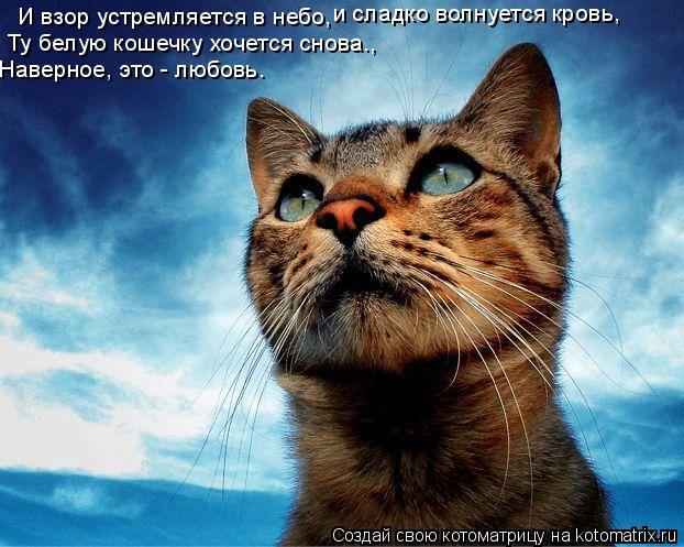 И взор устремляется в небо, и сладко волнуется кровь, Ту белую кошечку хочется снова., Наверное, э... Котоматрица: И взор устремляется в небо, и сладко волнуется кровь, Ту белую кошечку хочется снова., Наверное, это - любовь.