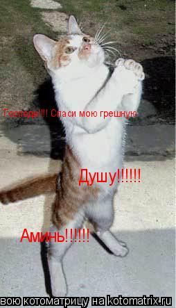 Господи!!!! Спаси мою грешную Душу!!!!!! Аминь!!!!!!... Котоматрица: Господи!!!! Спаси мою грешную Душу!!!!!! Аминь!!!!!!