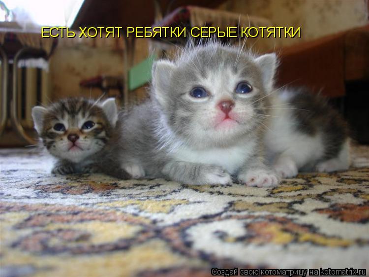 ЕСТЬ ХОТЯТ РЕБЯТКИ СЕРЫЕ КОТЯТКИ... Котоматрица: ЕСТЬ ХОТЯТ РЕБЯТКИ СЕРЫЕ КОТЯТКИ