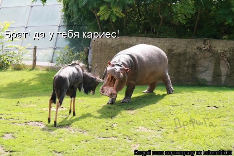 Брат! да у тебя кариес!... Котоматрица: Брат! да у тебя кариес!