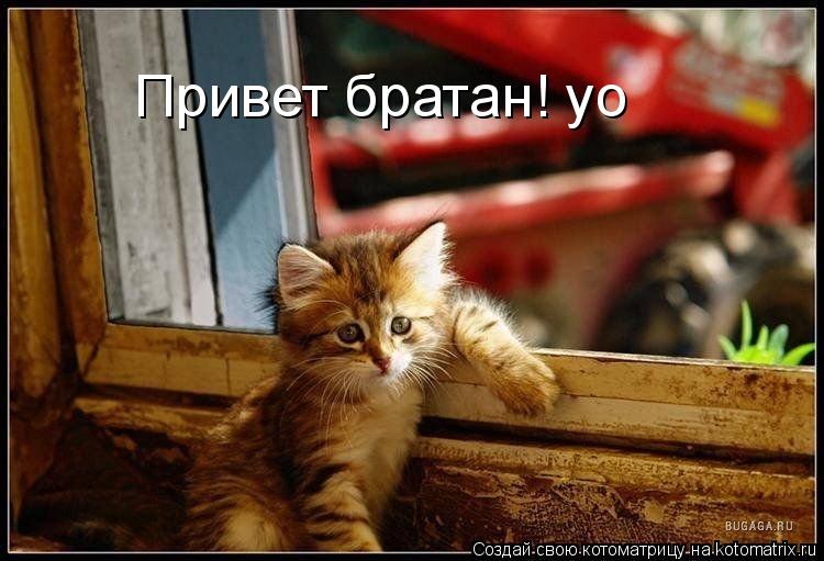 Привет братан! yo... Котоматрица: Привет братан! yo