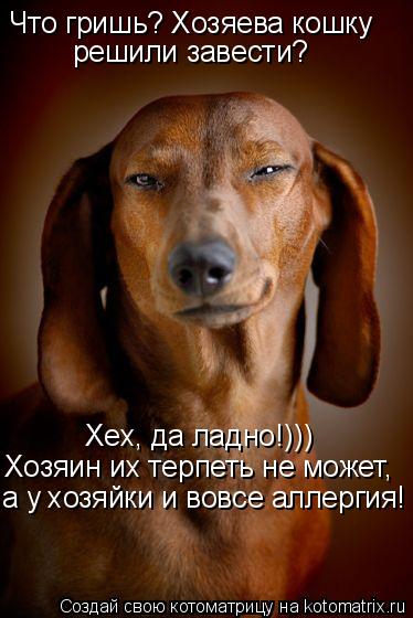 Что гришь? Хозяева кошку решили завести? Хех, да ладно!))) Хозяин их терпеть не может, а у хозяйки и... Котоматрица: Что гришь? Хозяева кошку решили завести? Хех, да ладно!))) Хозяин их терпеть не может, а у хозяйки и вовсе аллергия!