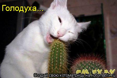 Голодуха...... Котоматрица: Голодуха...