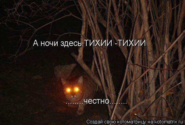 А ночи здесь ТИХИИ -ТИХИИ ........честно........... Котоматрица: А ночи здесь ТИХИИ -ТИХИИ ........честно........