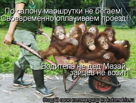 По салону маршрутки не бегаем! Своевременно оплачиваем проезд! Водитель не дед Мазай зайцев не возит!... Котоматрица: По салону маршрутки не бегаем! Своевременно оплачиваем проезд! Водитель не дед Мазай зайцев не возит!