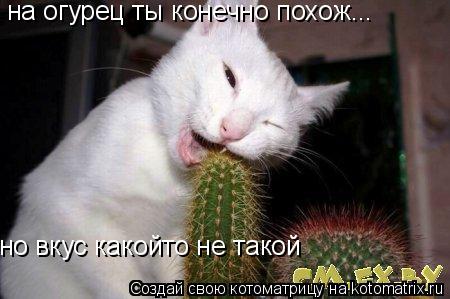 на огурец ты конечно похож... но вкус какойто не такой... Котоматрица: на огурец ты конечно похож... но вкус какойто не такой