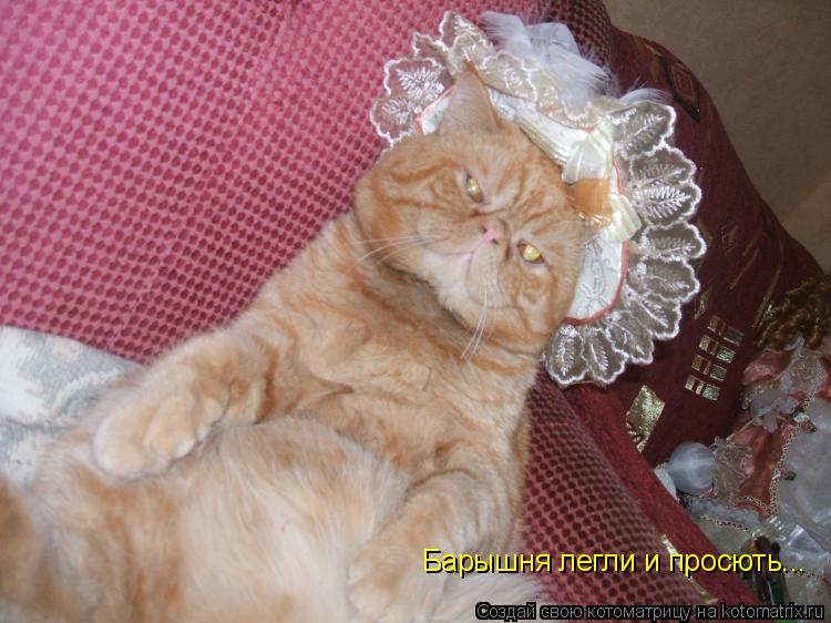 Барышня легли и просють...... Котоматрица: Барышня легли и просють...