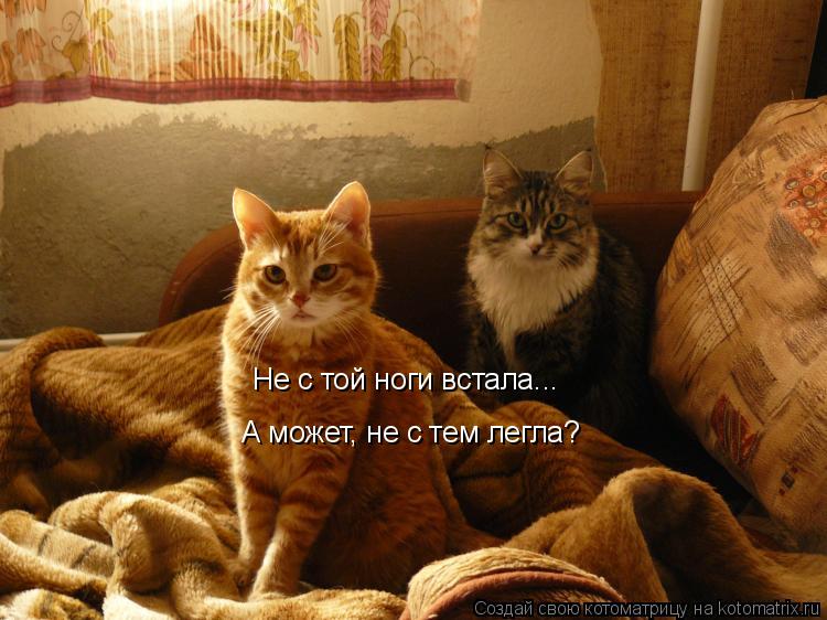 Не с той ноги встала... А может, не с тем легла?... Котоматрица: Не с той ноги встала... А может, не с тем легла?