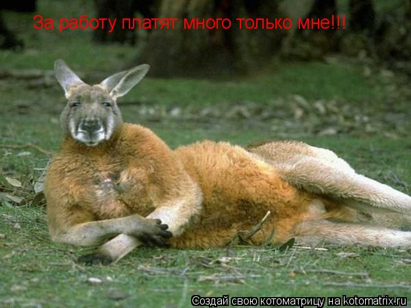 За работу платят много только мне!!!... Котоматрица: За работу платят много только мне!!!
