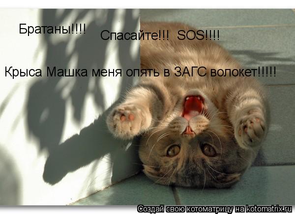 Котоматрица: Братаны!!!! Спасайте!!!  SOS!!!! Крыса Машка меня опять в ЗАГС волокет!!!!!
