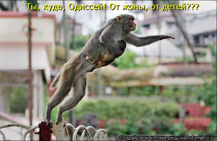 Ты, куда, Одиссей! От жоны, от детей???... Котоматрица: Ты, куда, Одиссей! От жоны, от детей???