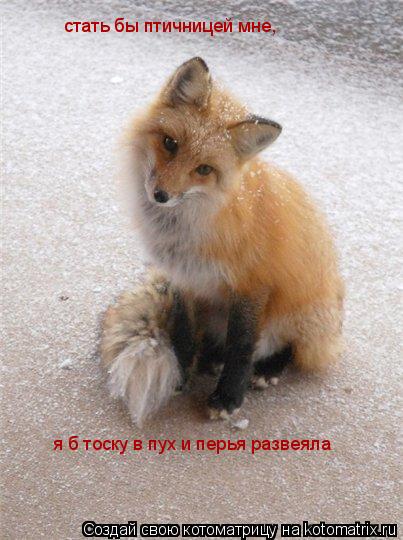 стать бы птичницей мне, я б тоску в пух и перья развеяла... Котоматрица: стать бы птичницей мне, я б тоску в пух и перья развеяла