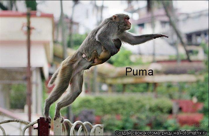 Puma ®... Котоматрица: Puma ®