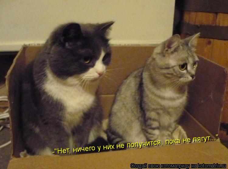 -"Нет, ничего у них не получится, пока не лягут..."... Котоматрица: -"Нет, ничего у них не получится, пока не лягут..."