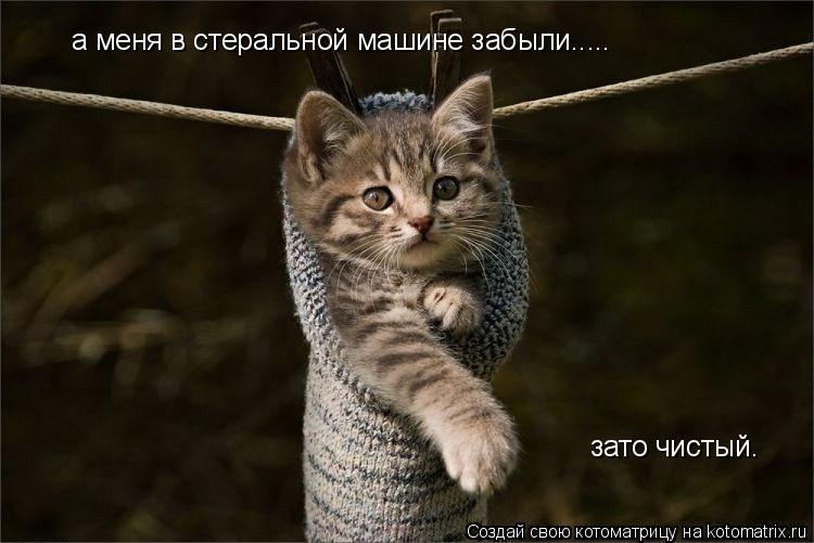 а меня в стеральной машине забыли..... зато чистый.... Котоматрица: а меня в стеральной машине забыли..... зато чистый.