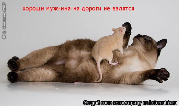 хороши мужчина на дороги не валятся... Котоматрица: хороши мужчина на дороги не валятся