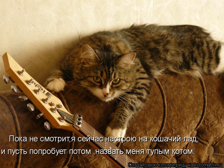 Пока не смотрит,я сейчас настрою на кошачий лад, и пусть попробует потом ,назвать меня тупым котом.... Котоматрица: Пока не смотрит,я сейчас настрою на кошачий лад, и пусть попробует потом ,назвать меня тупым котом.