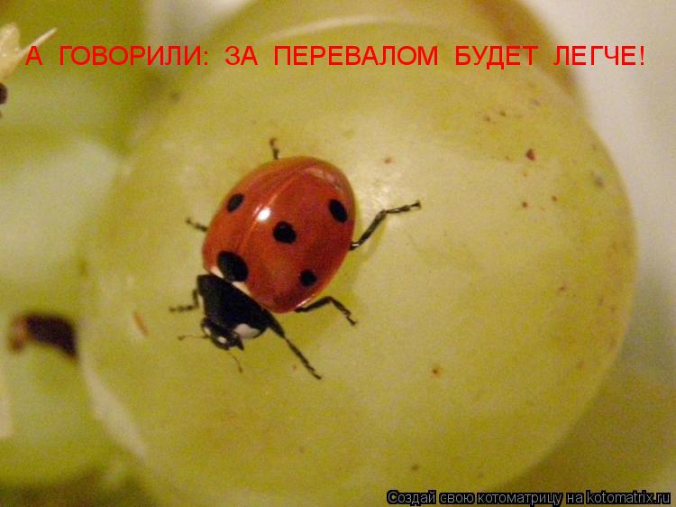 А ГОВОРИЛИ: ЗА ПЕРЕВАЛОМ БУДЕТ ЛЕГЧЕ!... Котоматрица: А ГОВОРИЛИ: ЗА ПЕРЕВАЛОМ БУДЕТ ЛЕГЧЕ!
