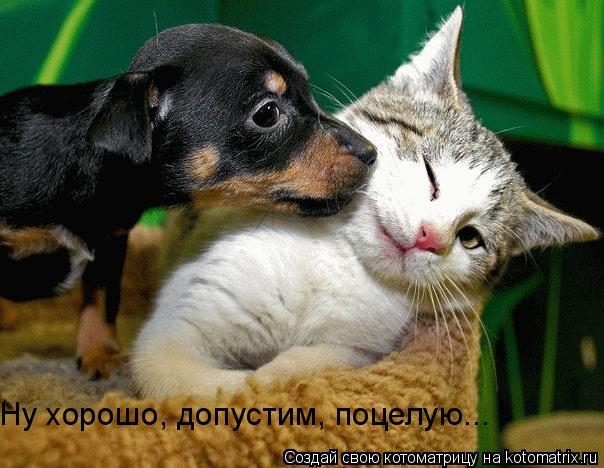 Ну хорошо, допустим, поцелую...... Котоматрица: Ну хорошо, допустим, поцелую...