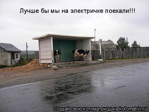 Лучше бы мы на электричке поехали!!!... Котоматрица: Лучше бы мы на электричке поехали!!!