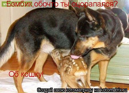 Бэмбик,обочто ты оцорапался? Об кошку!... Котоматрица: Бэмбик,обочто ты оцорапался? Об кошку!