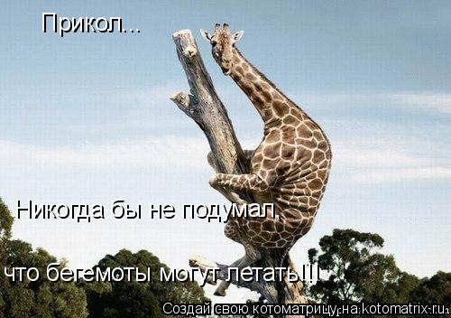 Прикол... Никогда бы не подумал, что бегемоты могут летать!!!... Котоматрица: Прикол... Никогда бы не подумал, что бегемоты могут летать!!!