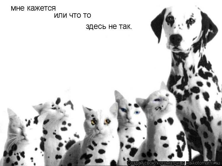 мне кажется или что то здесь не так.... Котоматрица: мне кажется или что то здесь не так.