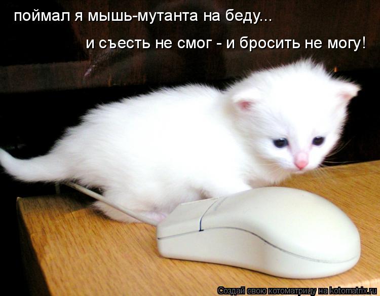 поймал я мышь-мутанта на беду... поймал я мышь-мутанта на беду... и съесть не смог - и бросить не мог... Котоматрица: поймал я мышь-мутанта на беду... поймал я мышь-мутанта на беду... и съесть не смог - и бросить не могу!