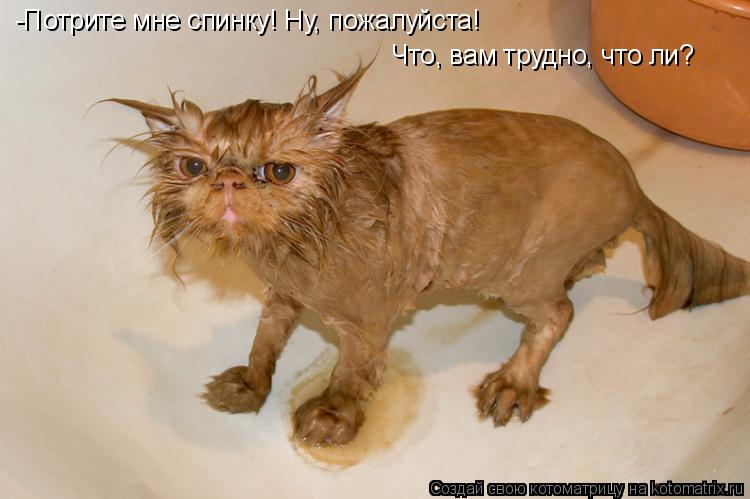 -Потрите мне спинку! Ну, пожалуйста! Что, вам трудно, что ли?... Котоматрица: -Потрите мне спинку! Ну, пожалуйста! Что, вам трудно, что ли?