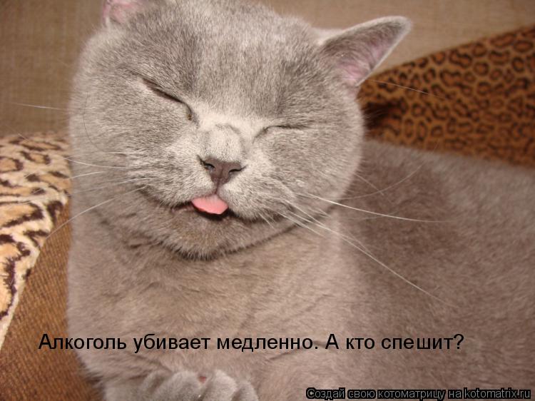 Котоматрица: Алкоголь убивает медленно. А кто спешит?