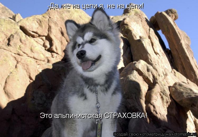 -Да, не на цепи я, не на цепи! Это альпинистская СТРАХОВКА!... Котоматрица: -Да, не на цепи я, не на цепи! Это альпинистская СТРАХОВКА!