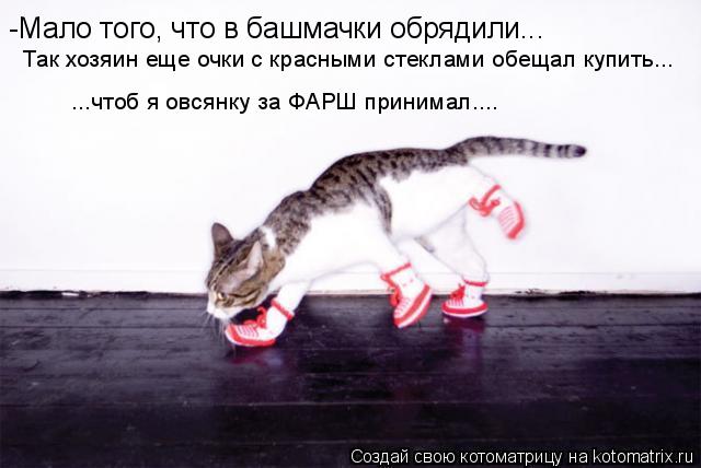 -Мало того, что в башмачки обрядили... Так хозяин еще очки с красными стеклами обещал купить... ...чт... Котоматрица: -Мало того, что в башмачки обрядили... Так хозяин еще очки с красными стеклами обещал купить... ...чтоб я овсянку за ФАРШ принимал....