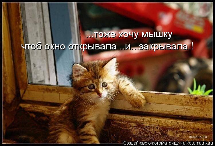 ...тоже хочу мышку чтоб окно открывала ..и...закрывала.!... Котоматрица: ...тоже хочу мышку чтоб окно открывала ..и...закрывала.!