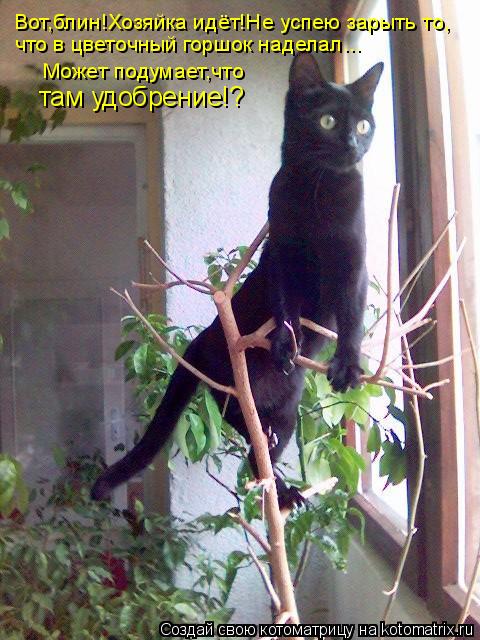 Вот,блин!Хозяйка идёт!Не успею зарыть то, что в цветочный горшок наделал... Может подумает,что там уд... Котоматрица: Вот,блин!Хозяйка идёт!Не успею зарыть то, что в цветочный горшок наделал... Может подумает,что там удобрение!?